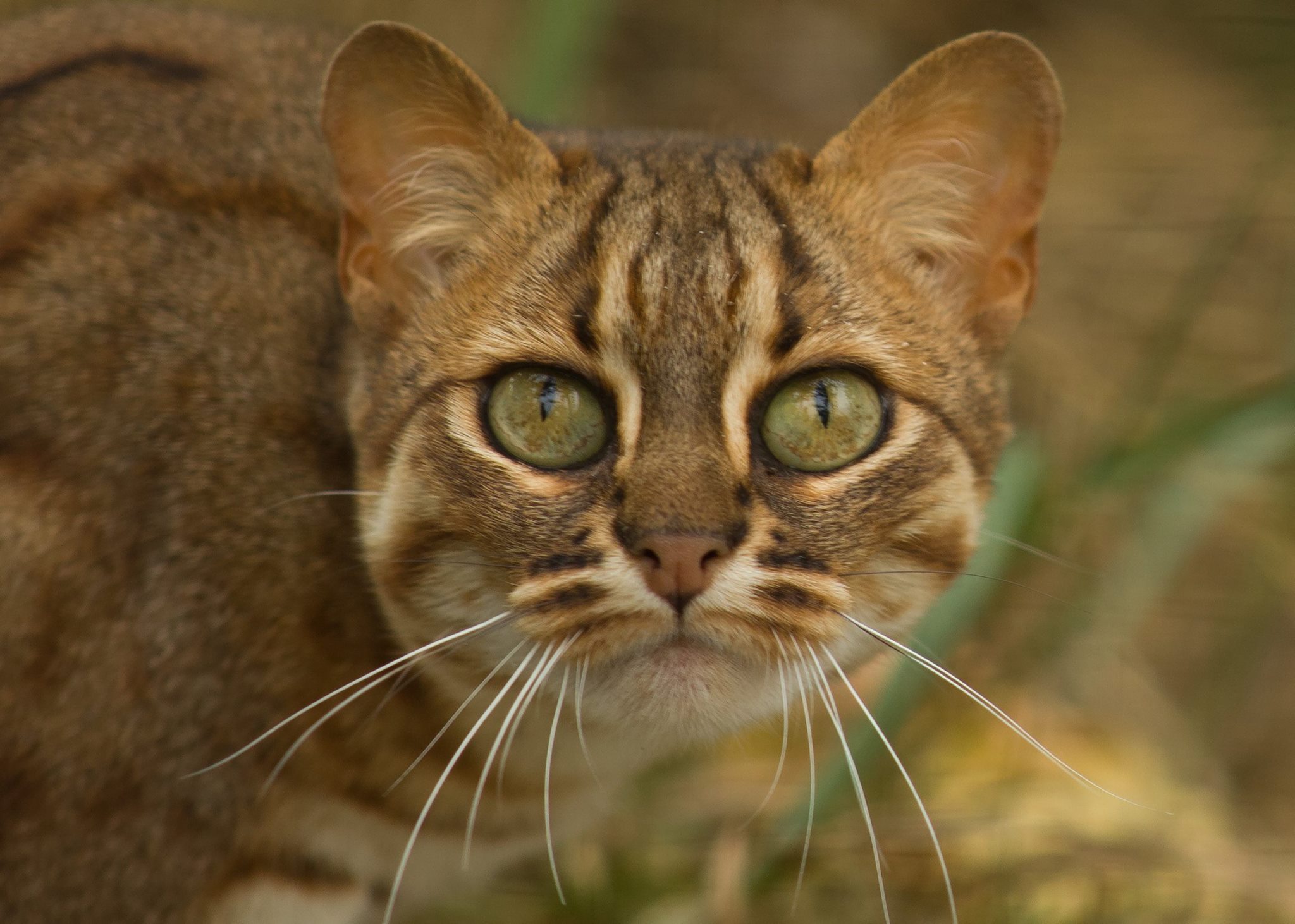 rusty_spotted_cat.jpg
