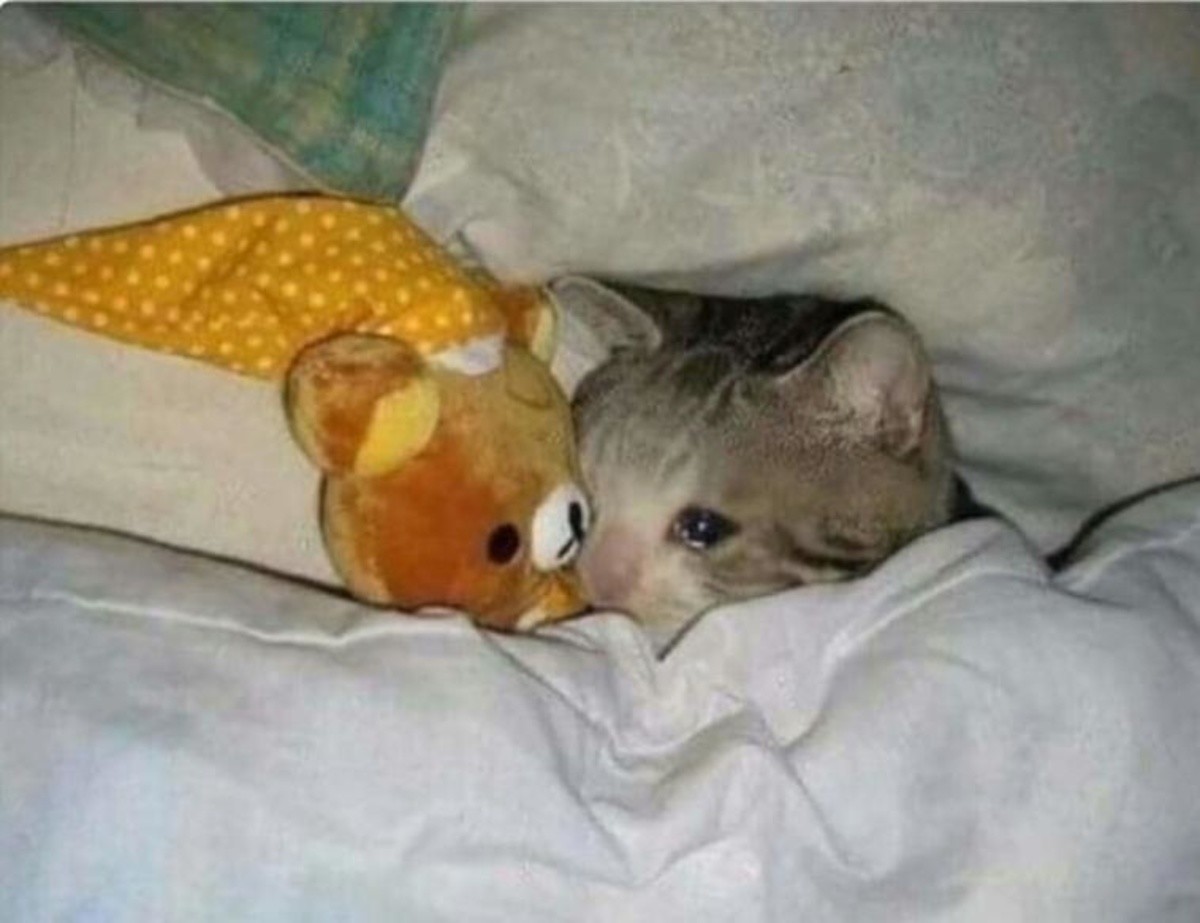 SadCatUnderSheets.jpeg