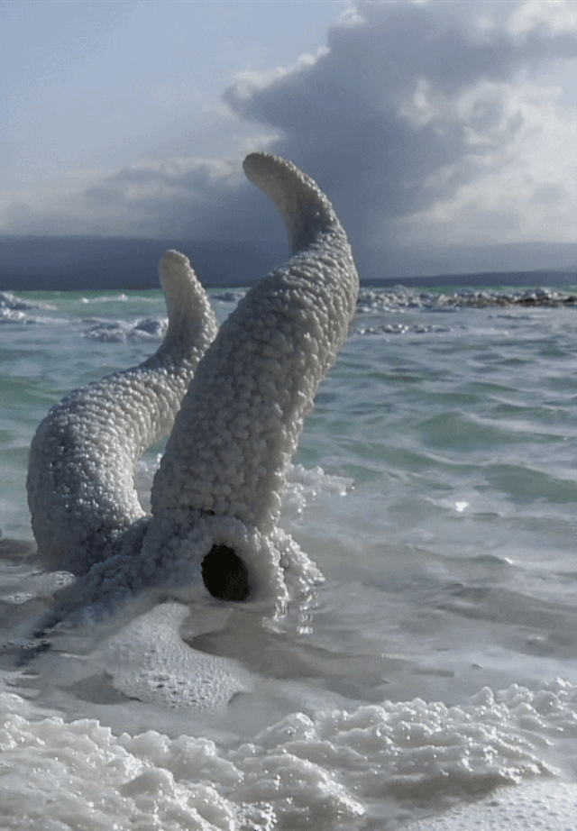 saltskull.gif
