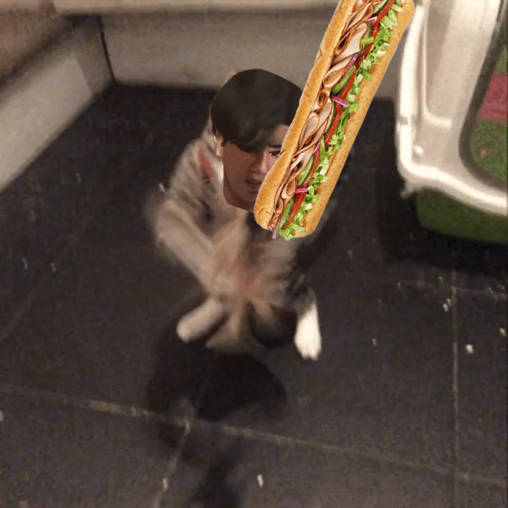 sandwichcat.gif