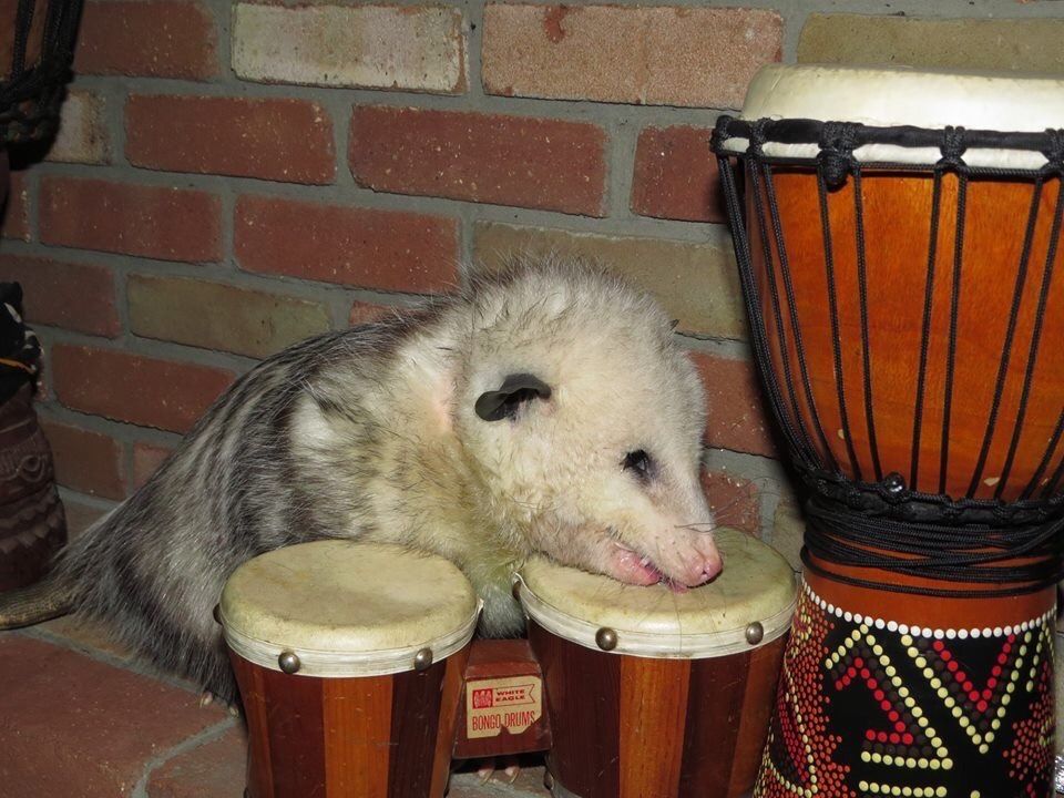santanapossum.jpeg