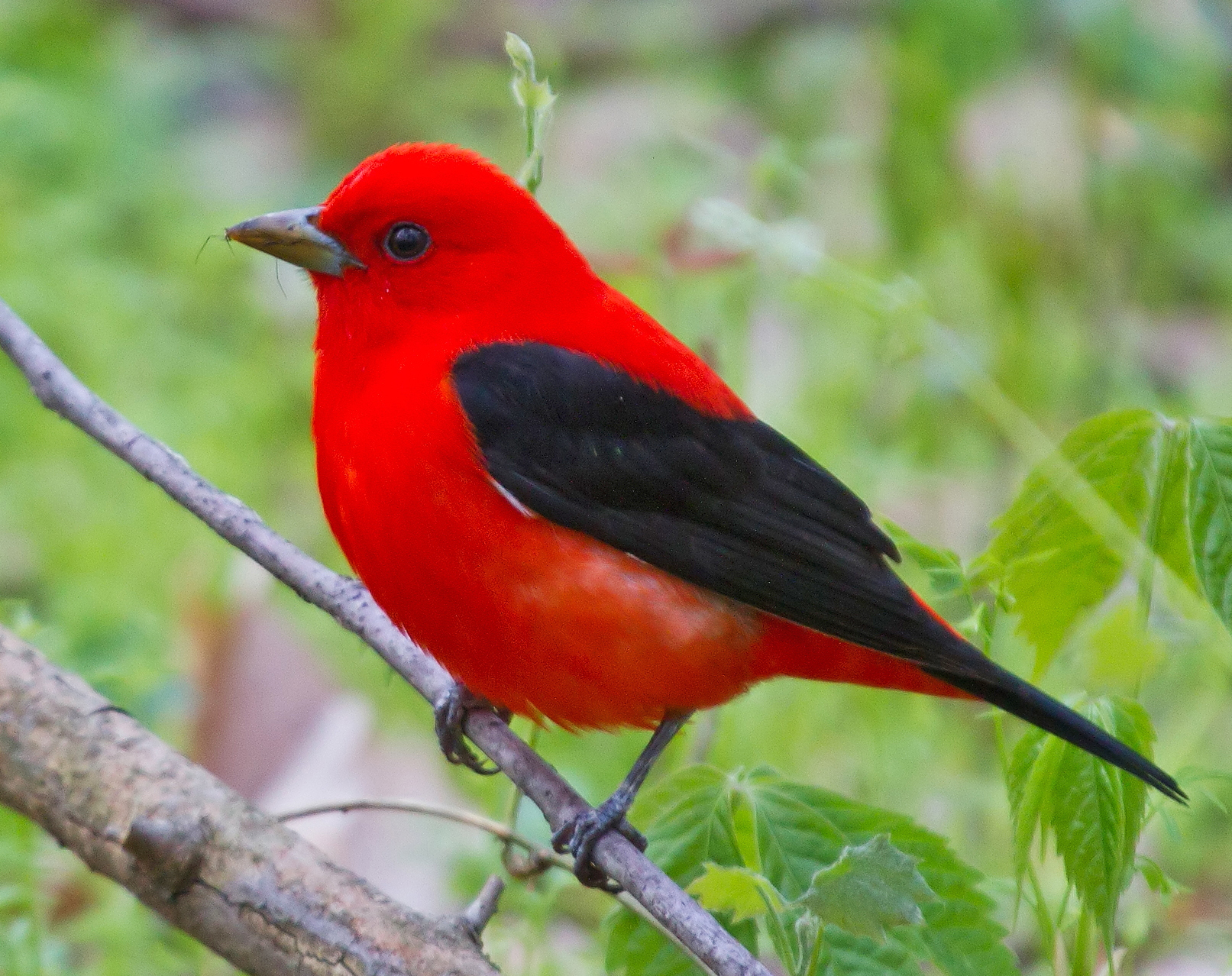 scarlet-tanager-at-BLK_T-Peck.jpg