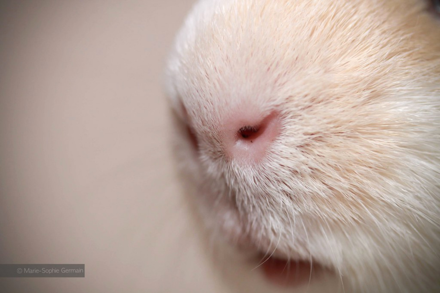 Screenshot_2020-09-20 Oswald's nose.jpg