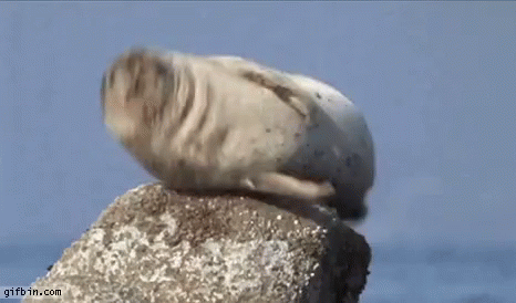 seal jump.gif