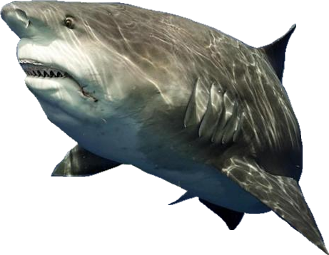 sharkike.png