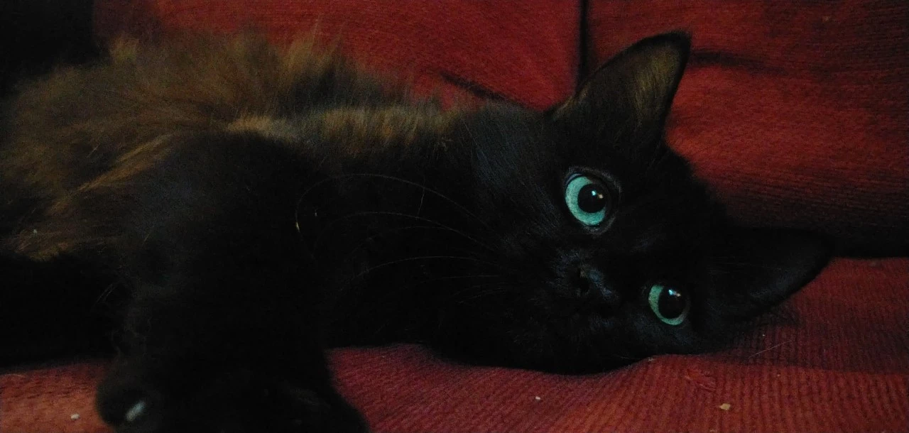 she.webp