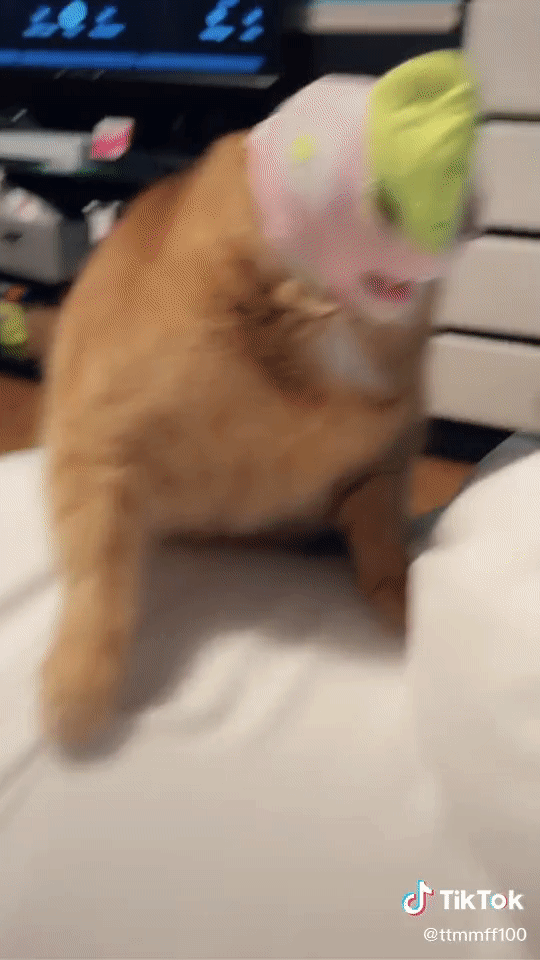 skimaskcat.gif