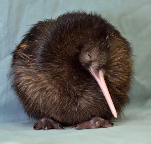 Sleeping+kiwi.jpeg