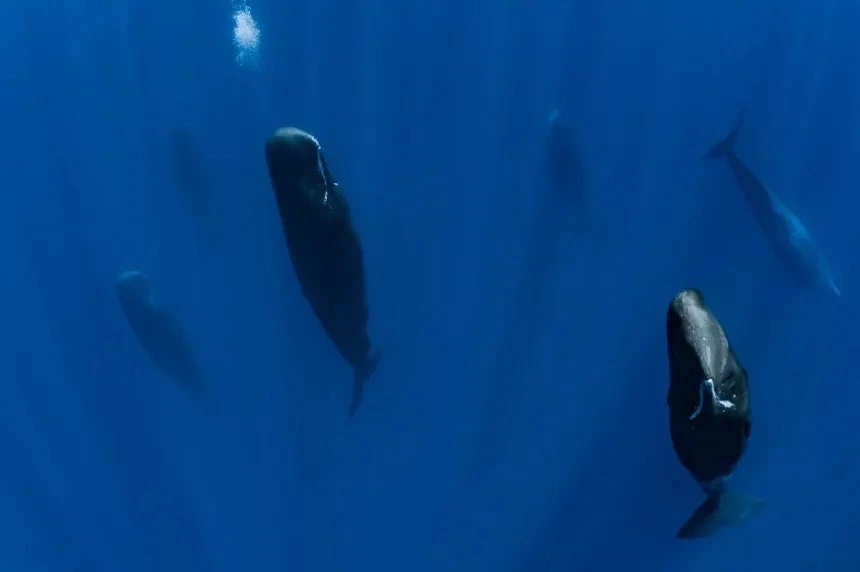 sleeping-whales Large.webp