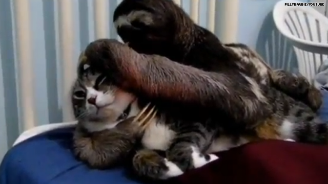 sloth wuv cat.png