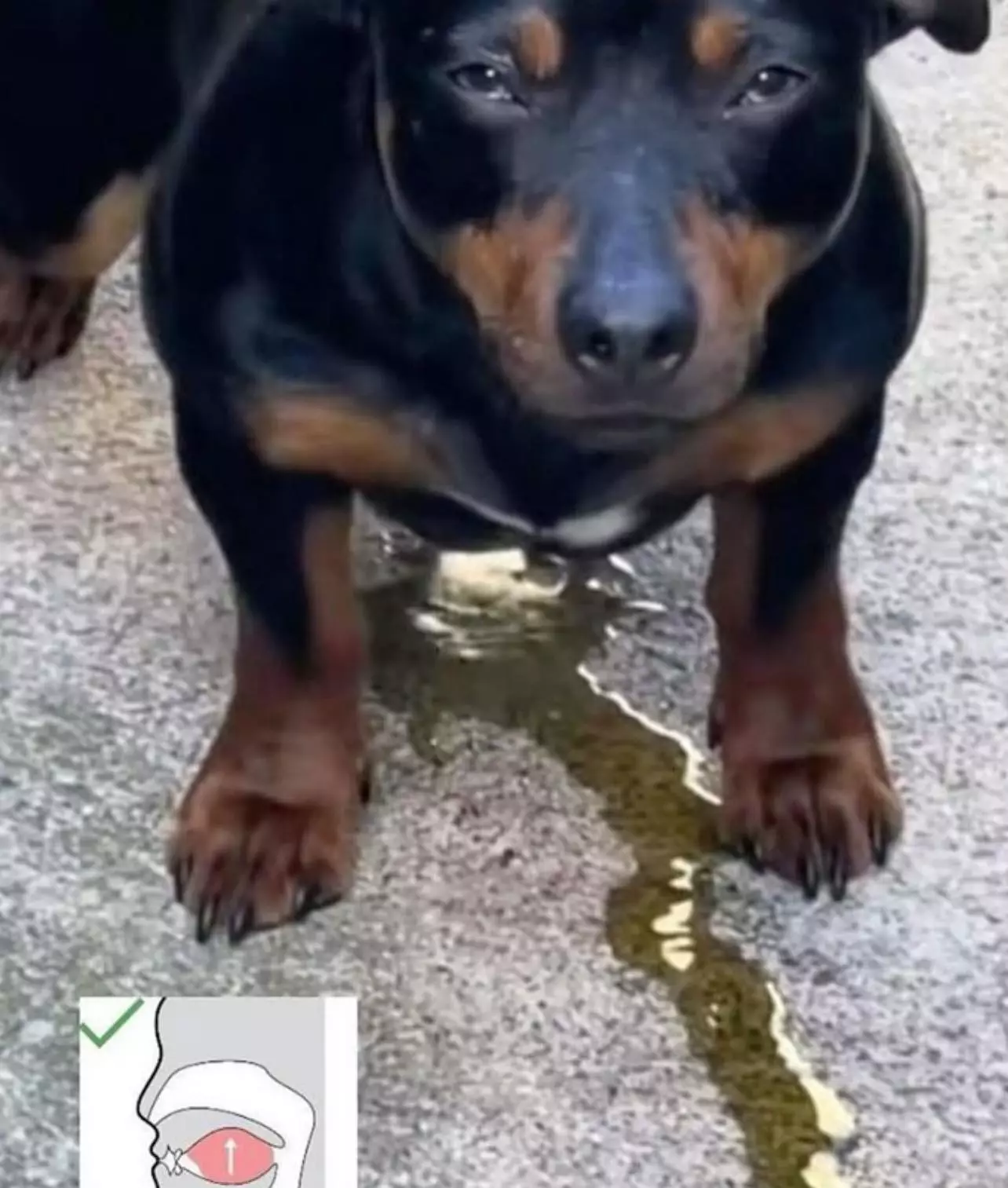 Snigger.webp