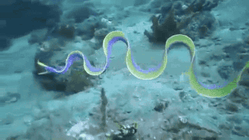 source(3).gif