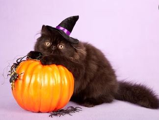 SpoopKitty.JPG