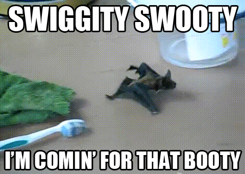 Swiggity+swooty+source+of+gif+http+wwwfunnyjunkcom+channel+gif+channel+untitled+gtpxgtg_886108...gif