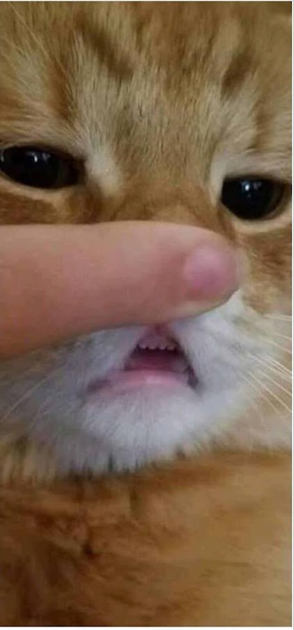 teef.jpg