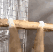 tenor (2).gif
