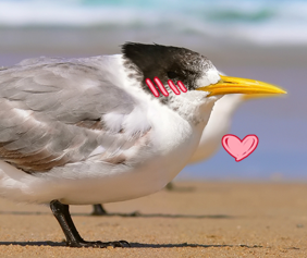 tern.png