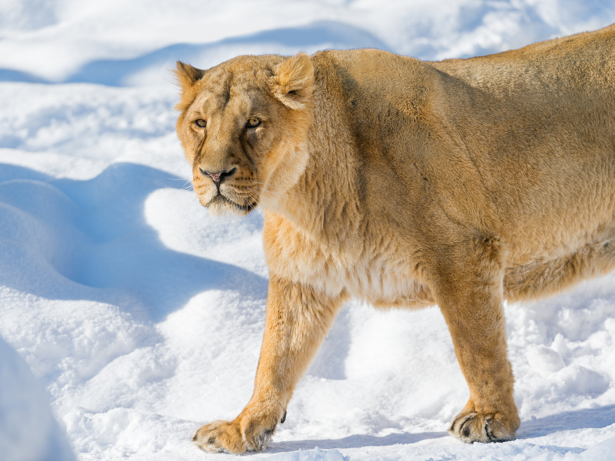 testlion.png