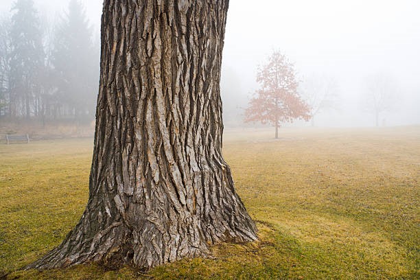 Things-you-didnt-know-about-tree-trunks2.jpg