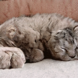 thiscatdoesnotexist.com5.jpg