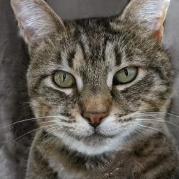 thiscatdoesnotexist.com67.jpg