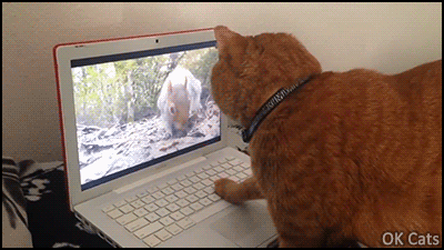 toocute.gif