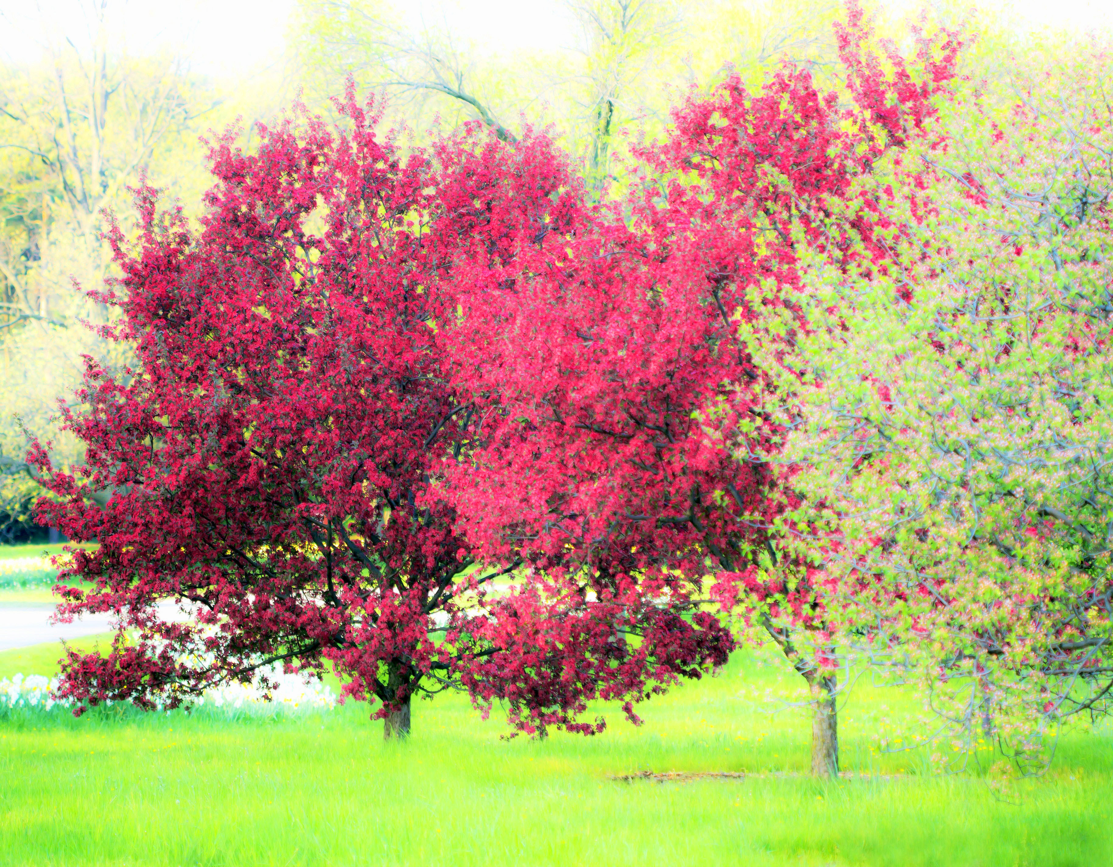 tree2.jpg