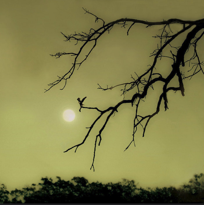 treebird.jpg