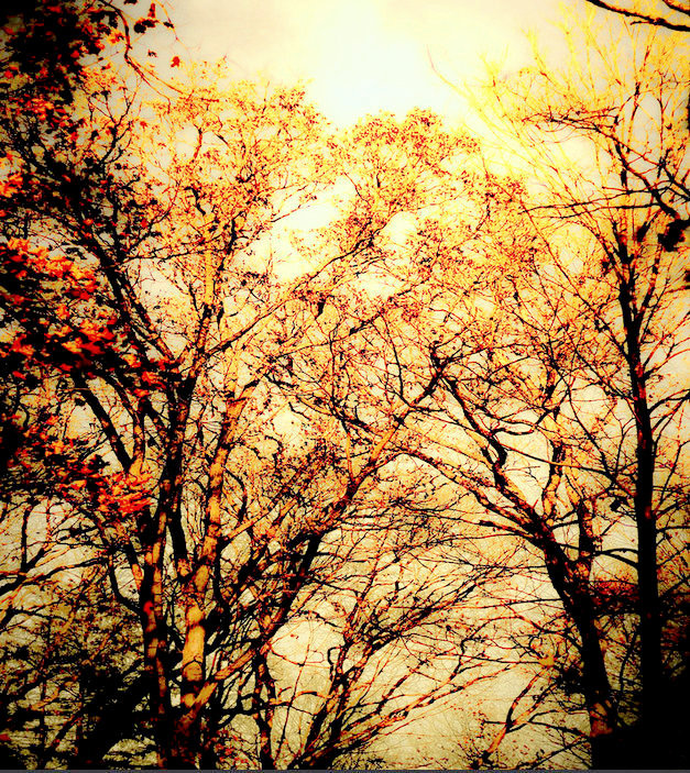 trees.jpg