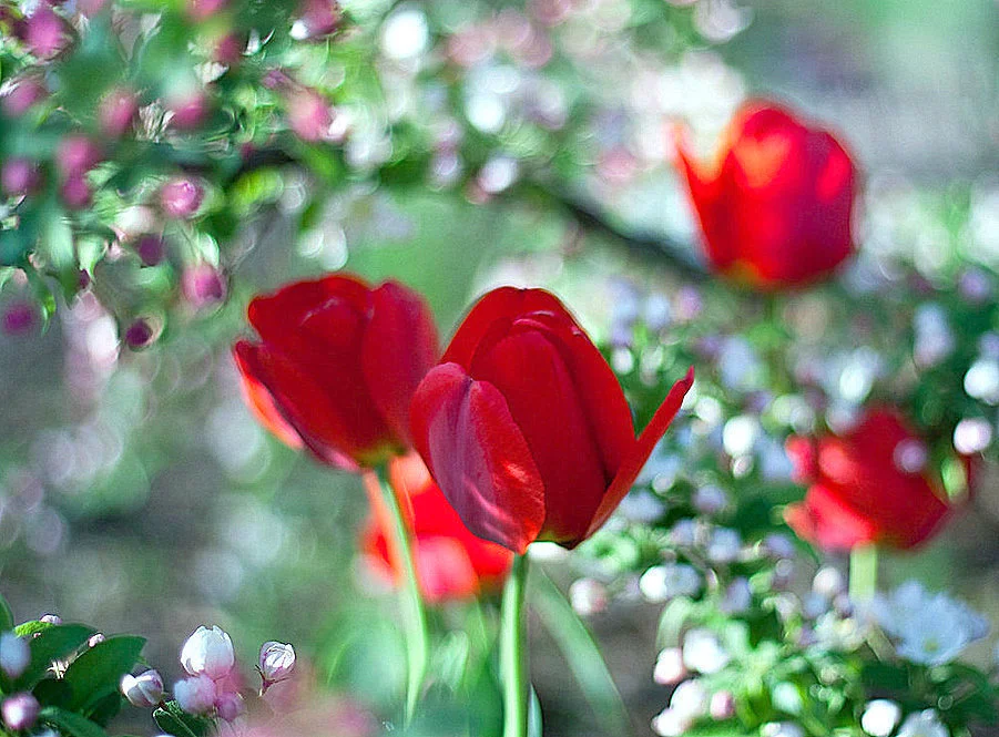 tulip1-001.webp
