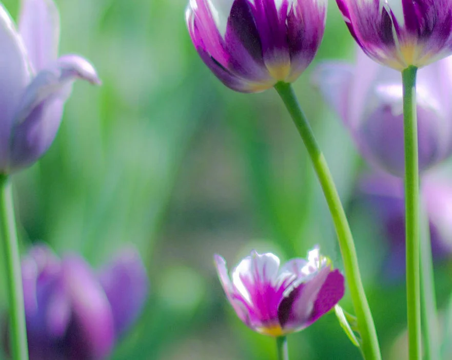 tulip1.webp