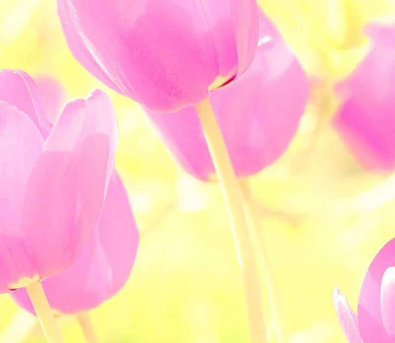 tulip2.webp