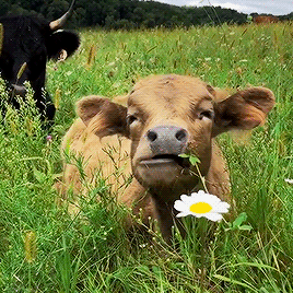 tumblr_b728719a1dbc3b8668b0926b52f63ef3_ad71c502_400.gif