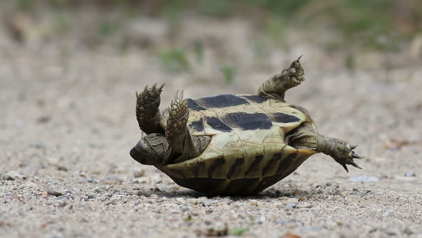 turtle.jpg