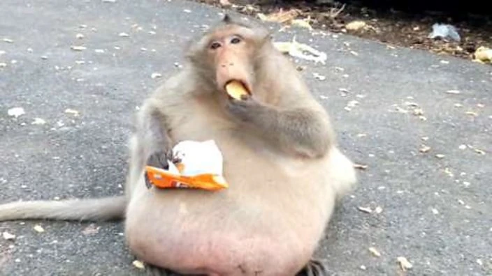 Uncle_Fatty.webp