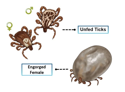 Unfed Tick vs Engorged Tick_490px by 360px_2.webp