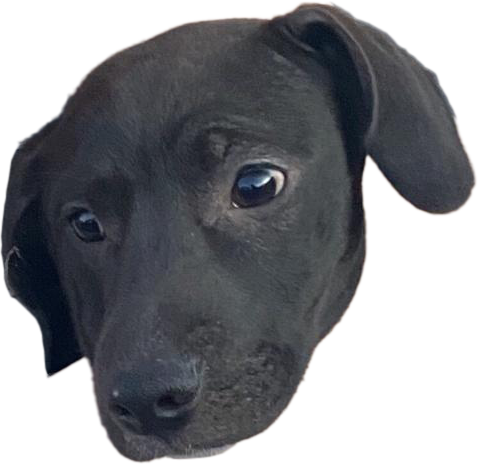 Untitled-1.png