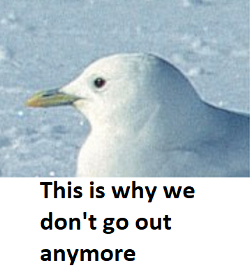 Untitled12.png