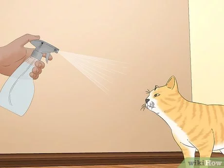 v4-460px-Use-a-Spray-Bottle-on-a-Cat-for-Training-Step-1-Version-4.webp