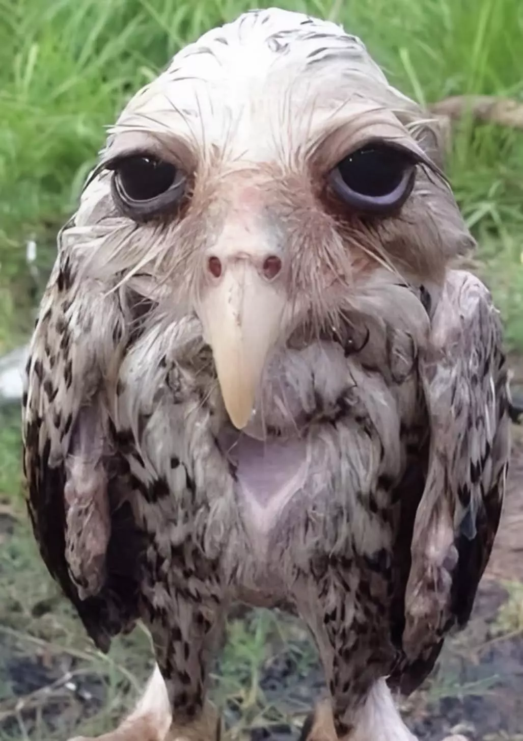 wet owl.webp