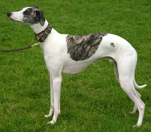 WhippetWhiteSaddled_wb.png