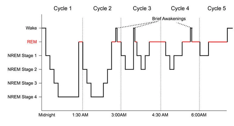 why-we-sleep-hypnogram.png