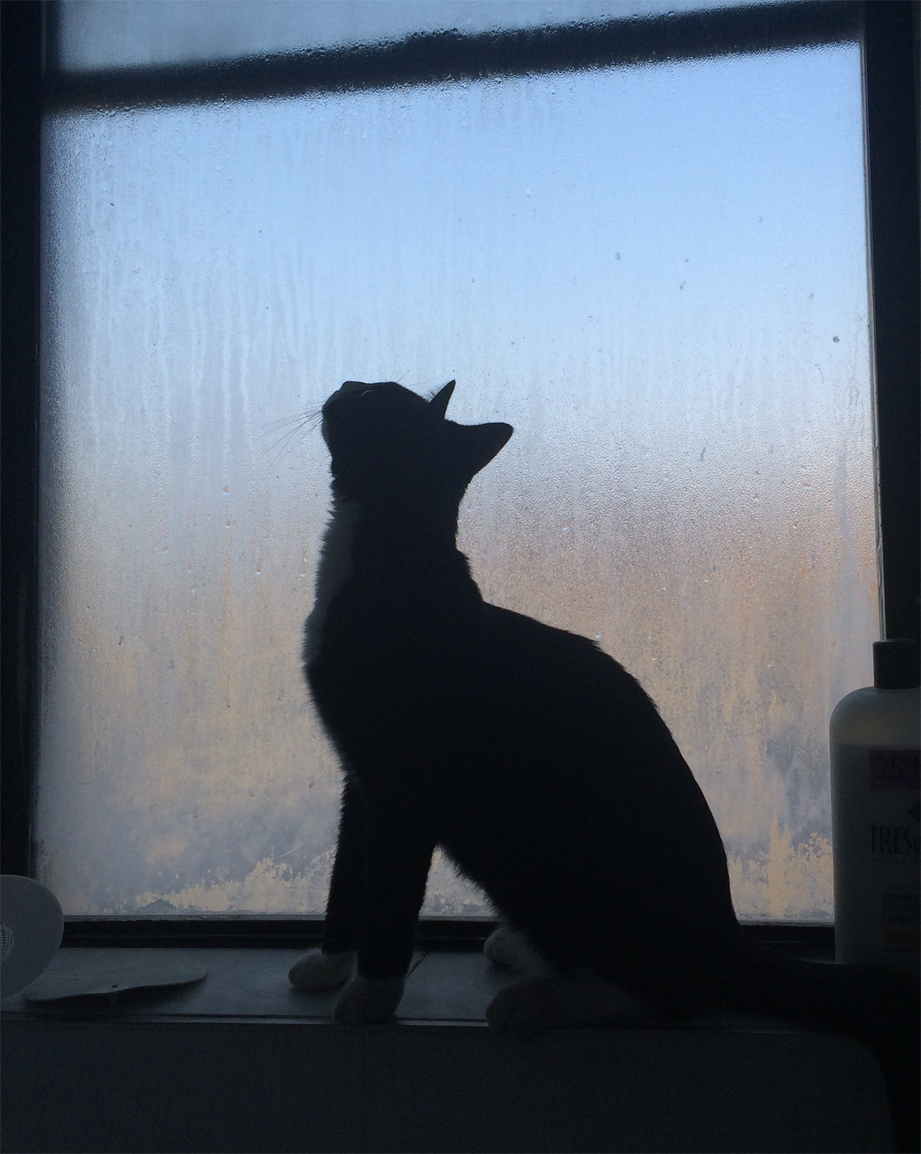 window1.jpg