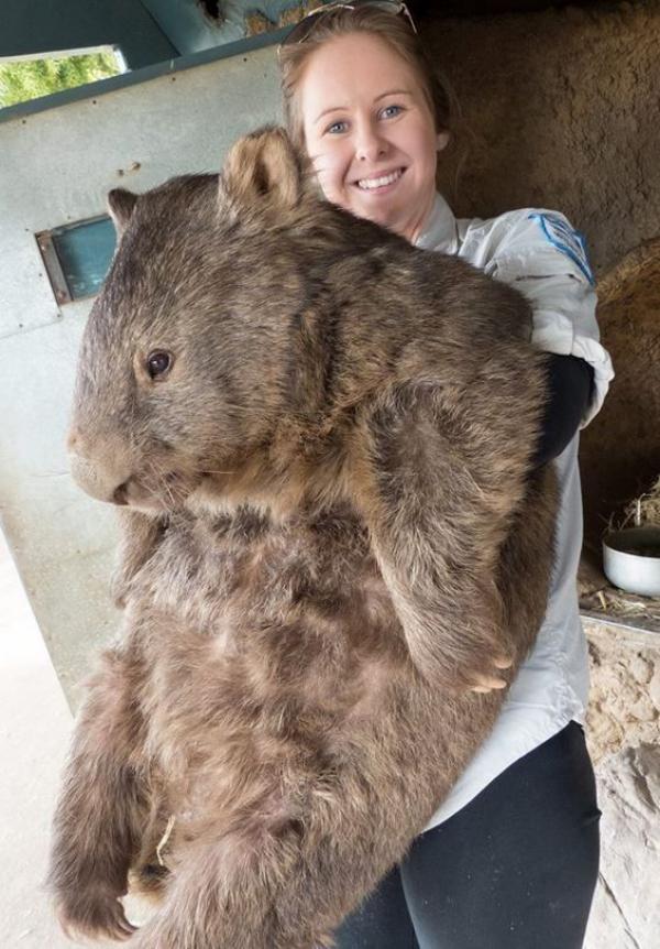 wombat-pic.jpeg