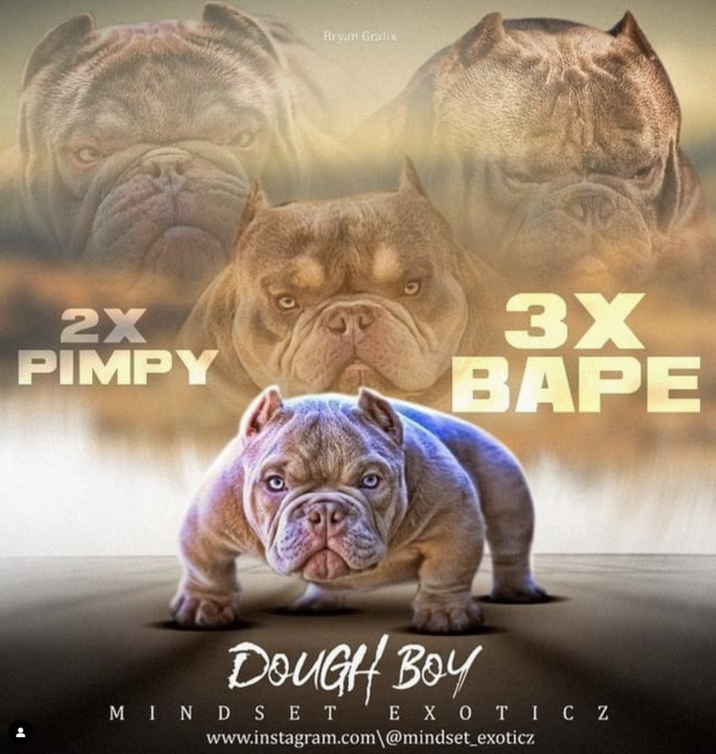 x2 pimpy x3 bape.png