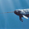 Narwhal