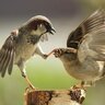 A Shitstorm of Sparrows