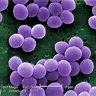 Staphylococcus aureus
