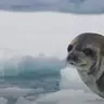 seal