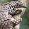 pangolins
